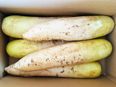 自然栽培なつかし大根SLサイズ混み5kgセット