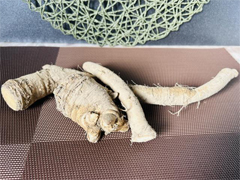 自然栽培山わさびA品300g