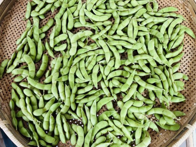 自家採種・自然栽培枝豆1kg前後