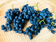 自然栽培の野菜を宅配する倶楽部大地