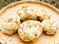 自家採種ゆり根（訳あり品）L～3L混み1kg前後