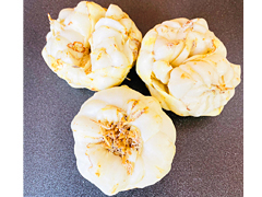 自家採種ゆり根2Lサイズ500g前後