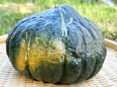 自然栽培九重栗かぼちゃ2Lサイズ