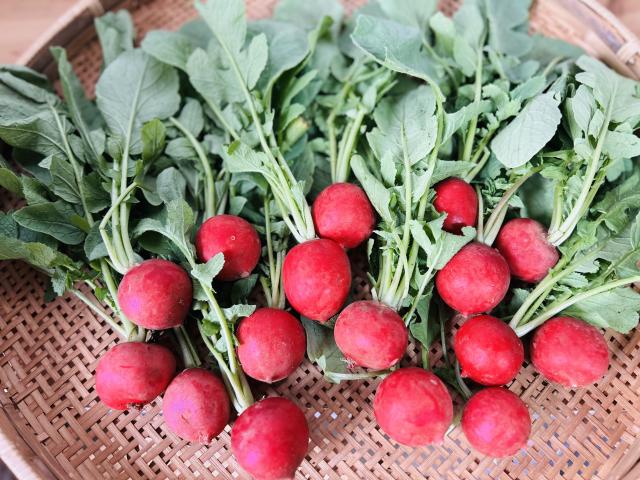 てっちゃんの自然栽培ラディッシュ800g前後