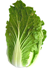 奇跡の自然栽培白菜「晴黄美人」2Sサイズ