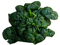 有機農法ちぢみほうれん草150g前後