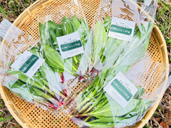 天然行者にんにく50g入り×3袋+1袋プレゼント