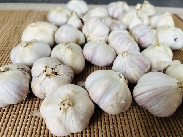 自然栽培･自家採種･北海道在来種紫にんにくLMサイズ1ｋg
