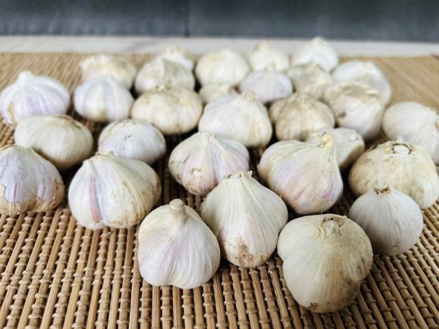 自然栽培･自家採種･北海道在来種紫にんにくS・2Sサイズ500g