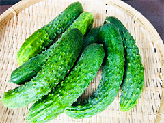 自家採種・在来系昔キュウリAB混み1kg前後