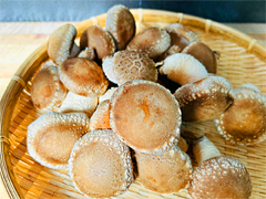 自然栽培原木生しいたけ500g