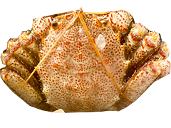 オホーツク海産浜茹で毛ガニ約400g