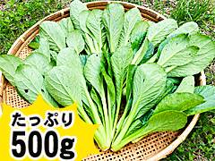 【増量】よっちゃんの自然栽培小松菜500g