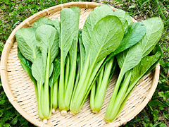よっちゃんの自然栽培小松菜200g