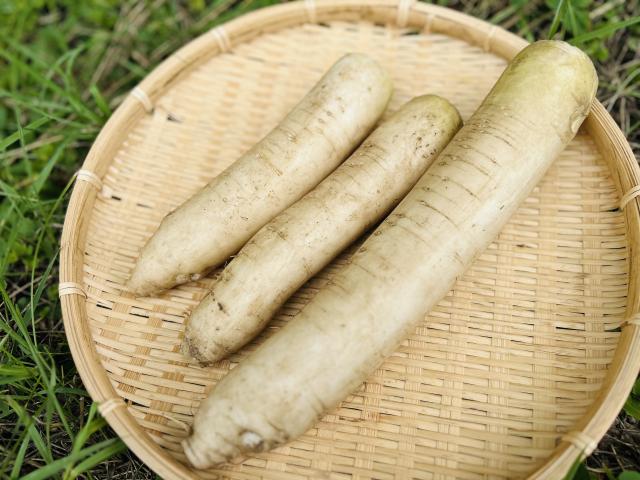 自然栽培ミニ大根1.2キロ前後