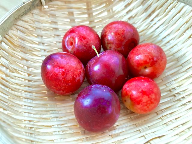 お値下げ中！！すもも 鹿児島産 無農薬 10kg お値下げ中！！すもも 10kg 鹿児島産 無農薬