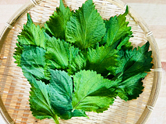 自家採種・自然栽培大葉10枚