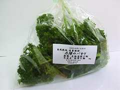 【特売】自家採種・自然栽培生パセリ30g