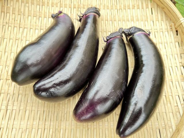 自家採種・自然栽培なす400g前後