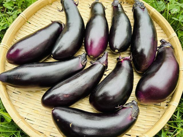 【特売】自家採種・自然栽培なすお徳用1kg前後