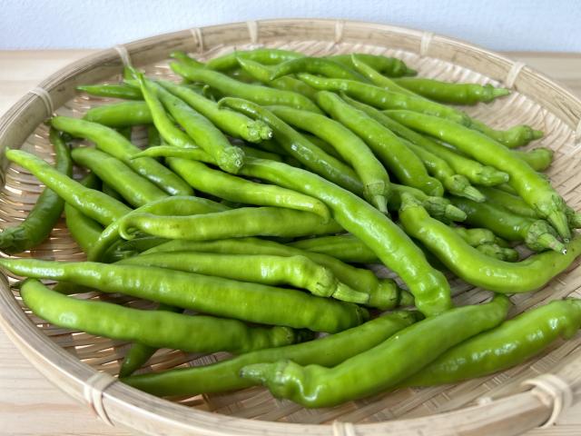 自然栽培固定種青唐辛子「札幌ほんから」お徳用500ｇ