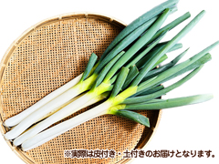 自家採種・自然栽培長ねぎ～秋陽1kg