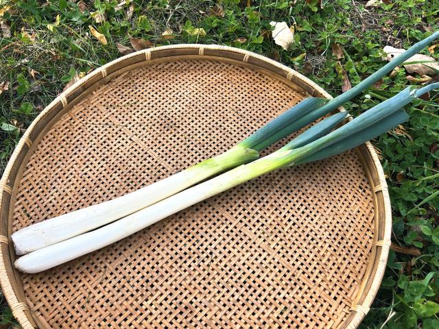 自家採種・自然栽培長ねぎ～秋陽300g