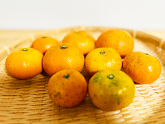 自然栽培極早生みかん1kg