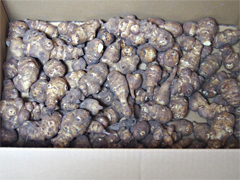 奇跡の自然栽培菊芋「長寿の根」LMサイズ5kg