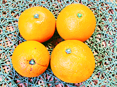 愛媛県産自然栽培ネーブルオレンジ1kg
