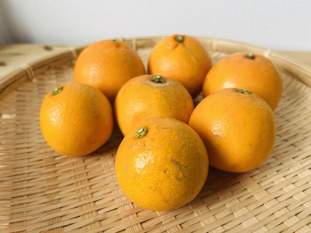 【特売】自然栽培ブラッドオレンジ(タロッコ)たっぷり1kg前後