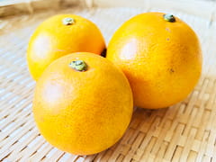 自然栽培タロッコオレンジ300g