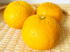 自然栽培木成り甘夏柑1kg前後