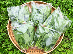 【お得】自然栽培在来種ほうれん草4袋＋1袋プレゼント