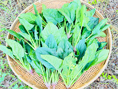 よっちゃんの自然栽培ほうれん草500g