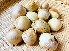 自然栽培ジャンボにんにく500g前後