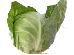 自然栽培キャベツ1ｋg前後