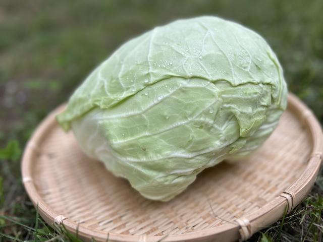 自然栽培キャベツLサイズ
