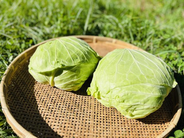 自然栽培キャベツ3kgセット