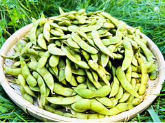 自然栽培枝豆（関西以北送料無料）2kg前後