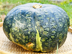 自然栽培ほろほろかぼちゃ特大4Lサイズ
