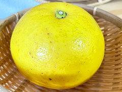 【特売】自然栽培土佐文旦1個