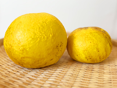 自然栽培土佐文旦1.1kg前後