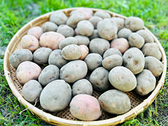 自然栽培さやあかねLMサイズ5kg