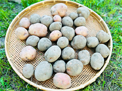 自然栽培さやあかねLMサイズ3kg