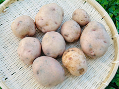 自然栽培さやあかねLMサイズ1kg