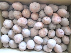 自然栽培さやあかねS～2Sサイズ10kg