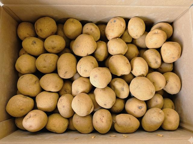 中西さんの自然栽培北あかり大地のりんごＳサイズ10kg前後