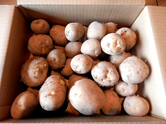 中西さんの自然栽培北あかり大地のりんごＬＭサイズ5kg前後