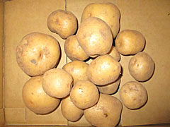 中西さんの自然栽培北あかり大地のりんごLMサイズ1kg前後